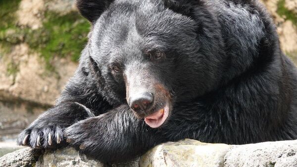 【クマだけじゃない 自衛隊の害獣駆除の歴史】(1/5) - Sputnik 日本