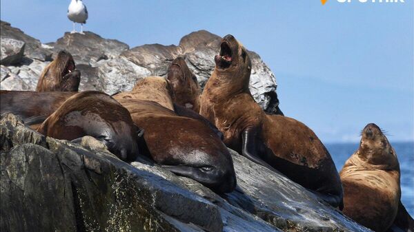 【「かいじゅう」に機銃掃射】(3/5) - Sputnik 日本