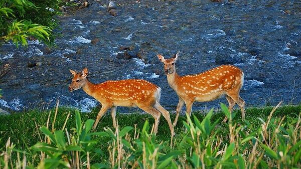 【白糠の夜明け作戦】(4/5) - Sputnik 日本
