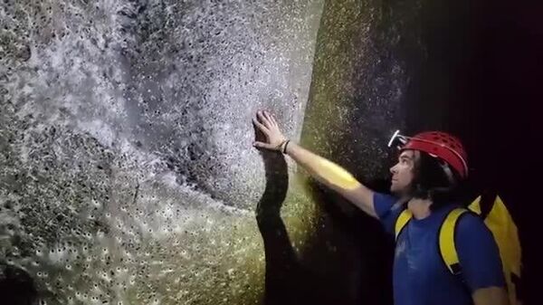 【世界最大級のクモの巣 11万匹が生息】 - Sputnik 日本