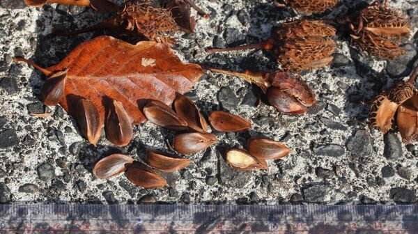 【ブナの「豊凶」 豊作、凶作のサイクル】（2/3) - Sputnik 日本