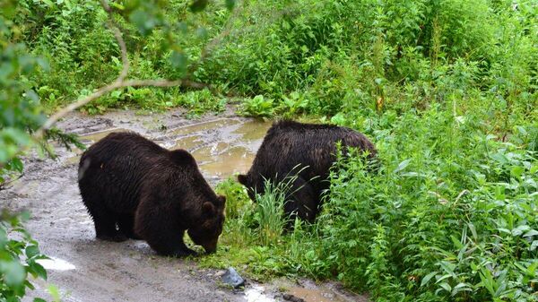【クマの個体数も生息域も拡大】（3/3) - Sputnik 日本