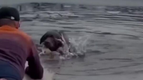 【氷水に落下の犬を親切なロシア人が救助】 - Sputnik 日本