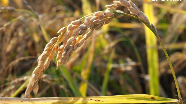 【公平な支援はどのラインか】(3/3) - Sputnik 日本