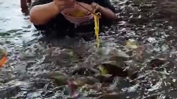 【洪水だってなんのその！魚と一緒に食事】 - Sputnik 日本