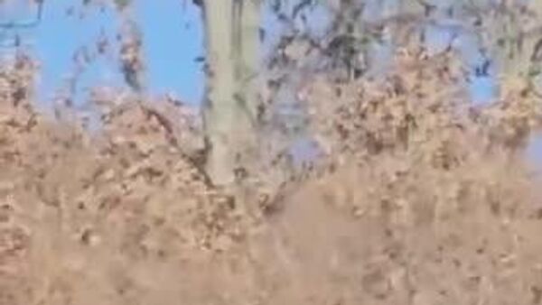 【露極東 クマが木の上に2日間居座り、人間を監視】 - Sputnik 日本