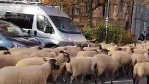 【独ニュルンベルク 600頭の羊の群れが街を「占拠」】 - Sputnik 日本
