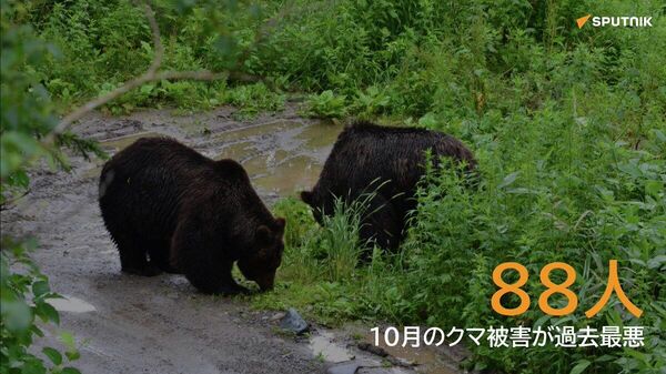 【先月のクマ被害88人 過去最悪】 - Sputnik 日本