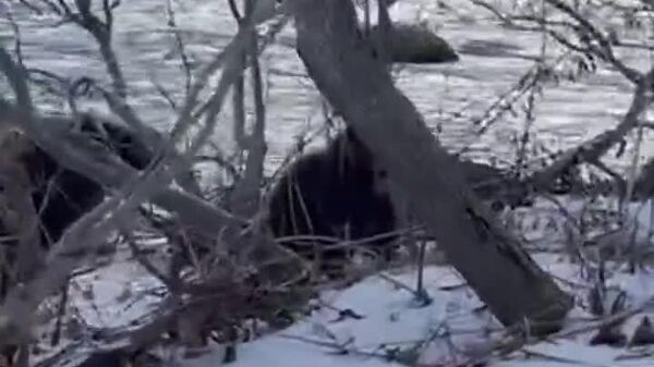 【獲物を食べられてしまった釣り人、クマを怒鳴る カムチャツカ】 - Sputnik 日本