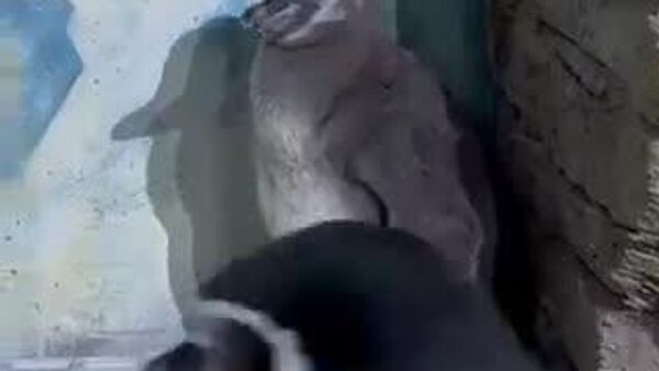 【フンボルトペンギン ヒナをカメラから守る】 - Sputnik 日本