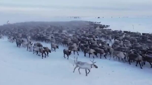 【北極でもトナカイの大移動始まる】 - Sputnik 日本