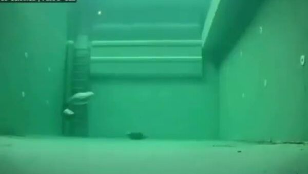 【アザラシが水中でどんなふうに眠るか知っていますか?】 - Sputnik 日本