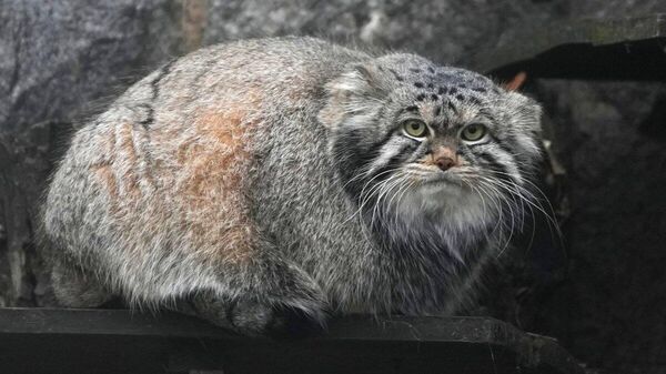 【モスクワ動物園のマヌール猫、越冬の準備は万端！】 - Sputnik 日本