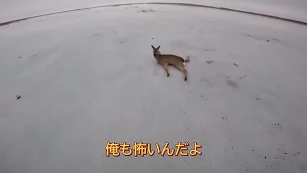 【俺も怖いんだよ、とにかく噛まないでくれよ！ ノロジカ救出劇】 - Sputnik 日本