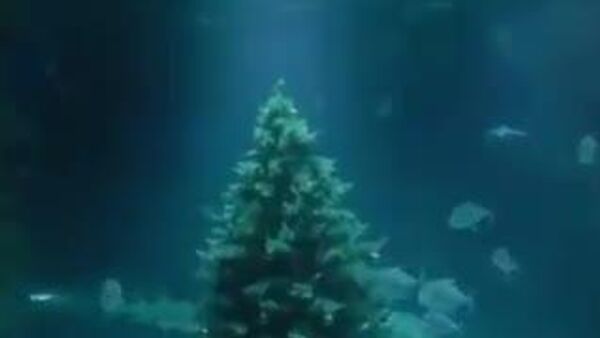 【クリスマスを…水中で？】 - Sputnik 日本