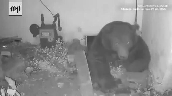 【巨大なクマが民家の地下に住み着く どうやら新しい住処に決めた模様】 - Sputnik 日本