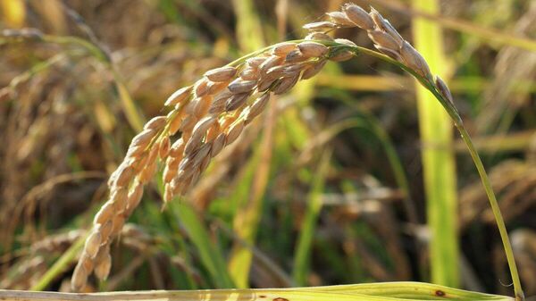 【政府の経済対策「お米券」、使用期限設定へ】 - Sputnik 日本