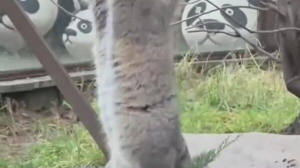 【冬越えのため必死にエサと格闘するマヌール猫】 - Sputnik 日本