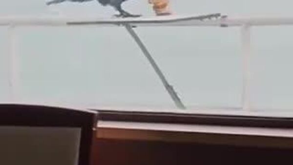 【欲張りなんかじゃない！ストックするんだよ】 - Sputnik 日本