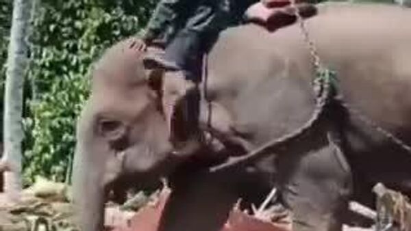 【インドネシア大雨被害の支援に駆けつけたのは… ゾウたち！】 - Sputnik 日本