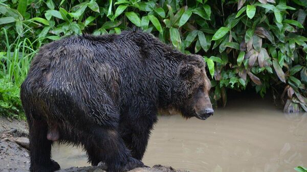 【今年の漢字は「熊」】 - Sputnik 日本