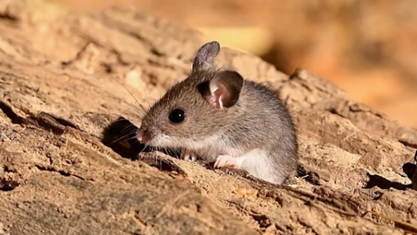 【パートナーに対する哺乳類の忠誠心ランキングを英研究者が発表、果たしてヒトは何位？】 - Sputnik 日本