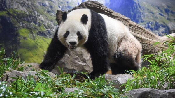 【上野動物園の双子パンダ 1月下旬に中国に返還へ】 - Sputnik 日本