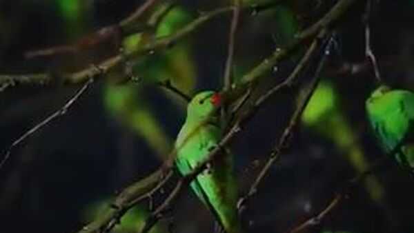 【カラスの代わりにインコ 南国の鳥がロンドンの一部を占拠】 - Sputnik 日本