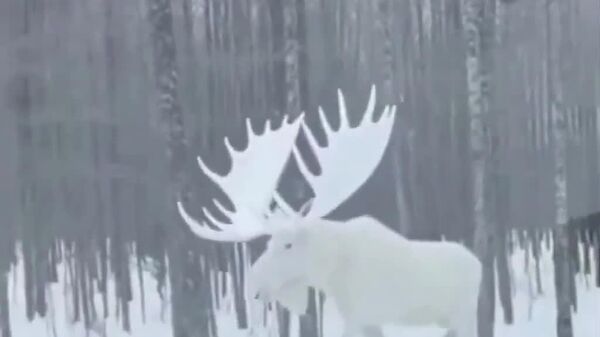 【白銀の世界 氷雪のヘラジカを発見】 - Sputnik 日本