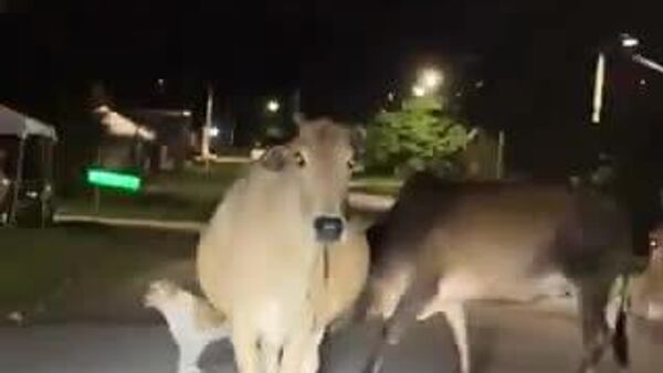 【そこのけそこのけ御牛が通る】 - Sputnik 日本