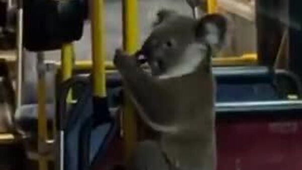 【哀愁漂う毛むくじゃらの珍客】 - Sputnik 日本