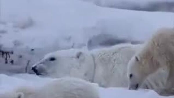 【子どもは宝 クマだって、我が子、他人の別なし】 - Sputnik 日本