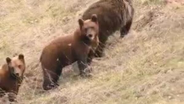 【人里近くの生活でクマが柔和に小型化】 - Sputnik 日本