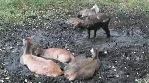 【「退いて！ここは私の場所よ！」 シカが場所取りで喧嘩⁉︎】 - Sputnik 日本