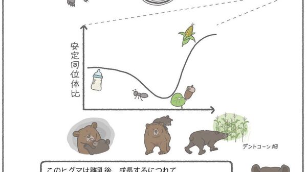 【ヒグマの水晶体から食性履歴が復元 里の作物依存の解明に貢献】 - Sputnik 日本