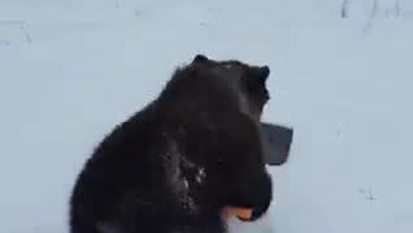 【ロシアのくまは雪かきだってする - Sputnik 日本