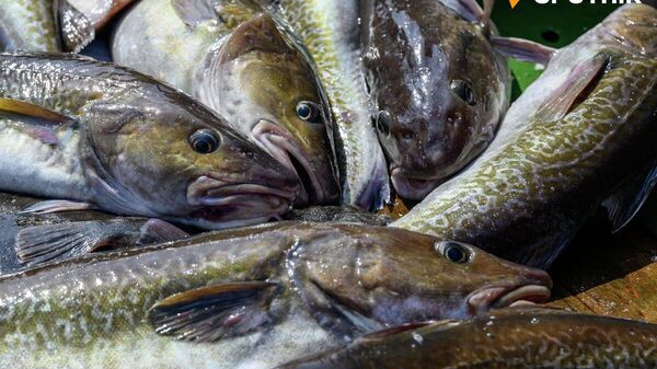 【露日漁業交渉まとまらず】 - Sputnik 日本