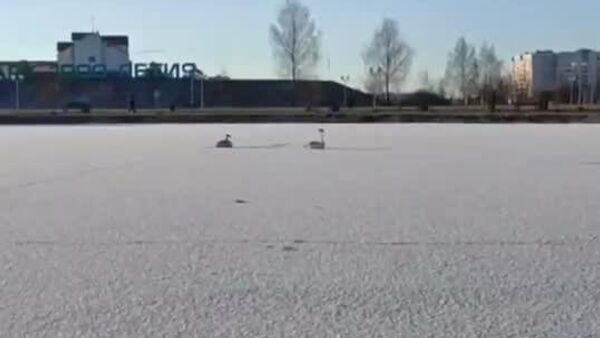 【白鳥を助けようとしたベラルーシ救助隊のトホホな一日】 - Sputnik 日本