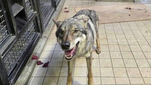 【脱走オオカミ、元気に過ごす】 - Sputnik 日本