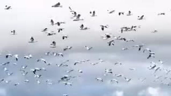 【ハクガンの大群 圧巻の光景】 - Sputnik 日本