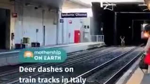 【特急しか号、通過に注意】 - Sputnik 日本