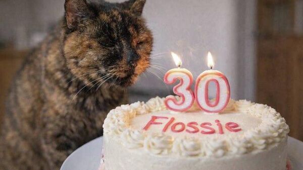【世界最高齢の猫が30歳の誕生日】 - Sputnik 日本