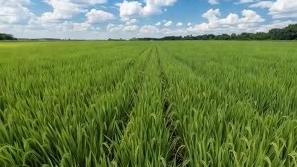 【中国、受精なしのハイブリッド米を開発】 - Sputnik 日本