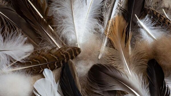 【ロシアから日本への羽毛や鳥の綿毛の輸出が増加】 - Sputnik 日本