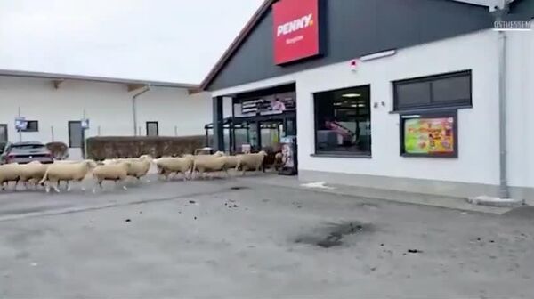 【ドイツで羊がスーパーを占拠】 - Sputnik 日本
