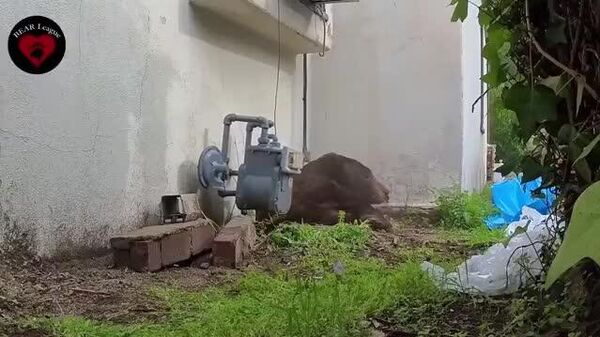 【動かざること山の如し クマが5週間民家に籠城】 - Sputnik 日本