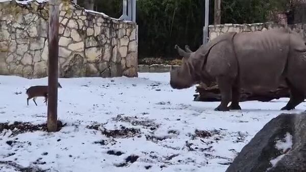 【勇敢なシカ VS もってこいのライバル】 - Sputnik 日本