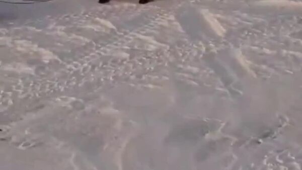 🎥「なんて図々しいキツネなんだ！」 - Sputnik 日本