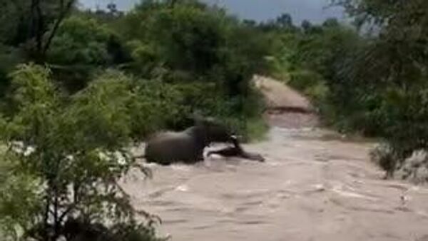 【息を呑むような救出劇】 - Sputnik 日本