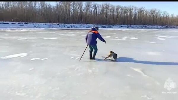 【救助隊は人間も動物も助ける】 - Sputnik 日本